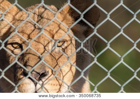 Caged Lion Staring Through Fence. Captive Animal Rights Image. Close-up Of Big Cat In Captivity. Gam
