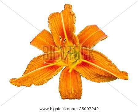 Orange Daglilje