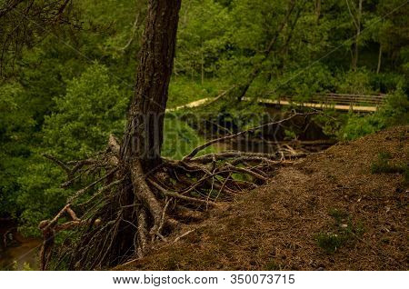 Tree With Beautiful Roots In The Forest Near The Bridge. Needles On The Graund