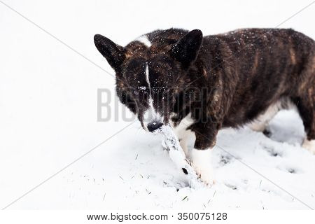 Corgi Hunting In The Winter Of Sweden