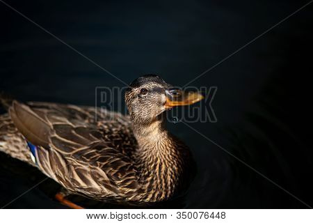 Duck With Fallen Waterdrop Swimming In A Lake
