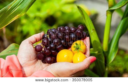 Harvesting The Fruits And Vegatables Of A Swedish Garden