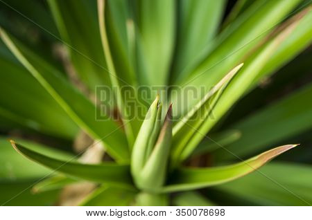 Close Up Of Aloe Vera Leaves With Thorns Color.