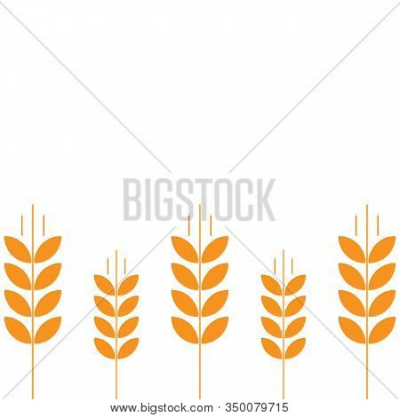 Ears Of Wheat. Agriculture Straw. Orange Rye Grass. Place For Text. Copy Space. Horizontal Banner. B