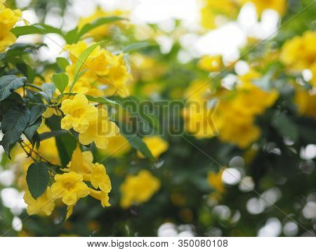 Yellow Elder, Trumpetbush, Trumpetflower, Trumpet Flower Name Scientific Name Tecoma Stans Blooming 
