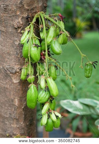 Fresh Bilimbi, Bilimbing, Cucumber (averrhoa Bilimbi) Fruits On Tree In The Garden.
