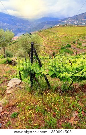Douro Valley. Portugal Vineyard Countryside Landscape. Alto Douro Doc Wine Making Landscape.