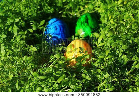 Beautiful Coloured Eastereggs In Cress In The Eastertime