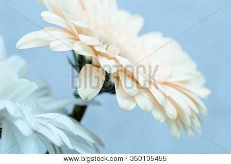 Two Gerbera Flowers White Colored Close Up Over Blue. Natural Flowery Background With Copy Space. Ab