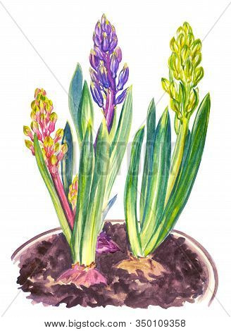 Hyacinths Bloom With Buds In A Pot, Watercolor Illustration Nabeul Background Isolated.