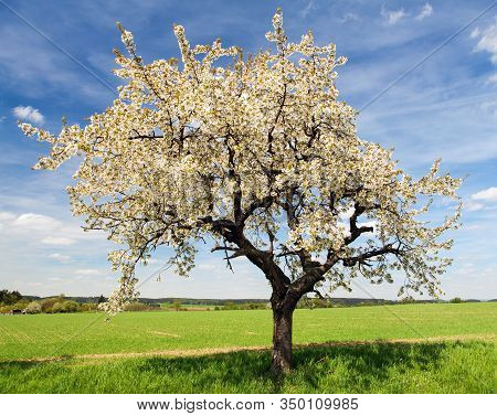 Road And Alley Of Flowering Cherry Trees In Latin Prunus Cerasus With Beautiful Sky. White Colored F