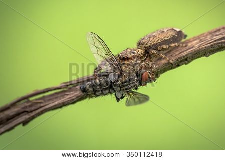 A Jumping Spider Salticidae That Are Eating Prey On Stick In Czech Republic