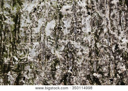 Old  Wooden  Background, Toned. Old Grunge Dark Textured Wooden Background,the Surface Of The Old  W