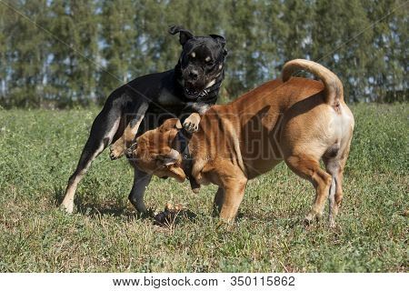 Cadebo Black And Red Dogs Fight, Play, On A Walk In The Summer In The Field, On Green Grass, Outdoor