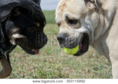 Cadebo Black And Fawn Dogs Share A Yellow Tennis Ball, And Fight, Play, On A Walk In The Summer In T