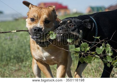 Cadebo Black And Red Dogs Breed A Birch Green Branch, And Fight, Play, On A Walk In The Summer In Th