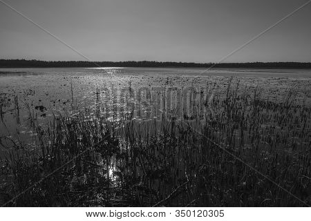 Phragmites On A Shore Of A Dystrophic Lake