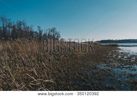 Phragmites On A Shore Of A Dystrophic Lake