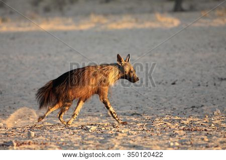 The Brown Hyena (parahyaena Brunnea) Running From The Waterhole In Morning Sun. Scared Brown Hyena O