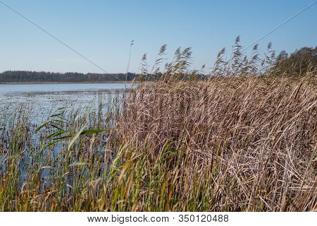 Phragmites On A Shore Of A Dystrophic Lake