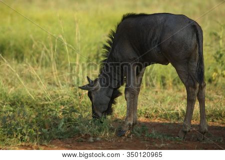 A Blue Wildebeest (connochaetes Taurinus) Baby Calmly Feeding In Wet Green Grassland. Evening Sun. G