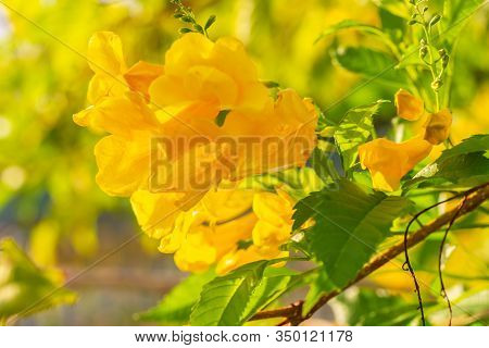 Close up Yellow elder, Yellow bells, or Trumpetflower and green leaf background. Scientific name is 