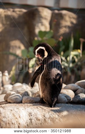 Back Of Ring-barked Arctic Penguin Trying To Take Off Red Ring From His Wing In Barcelona Zoo. Wildl
