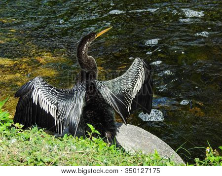 Anhinga Drying His Wings On The Bank In Florida