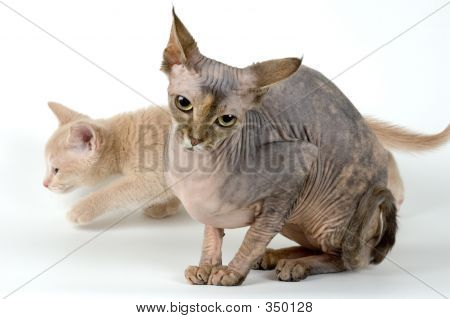 Canadian Sphynx i kociak
