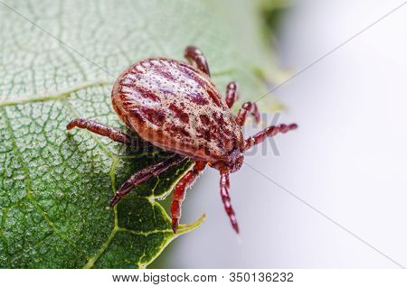 A Dangerous Parasite And Infection Carrier Mite Sitting On A Green Leaf.