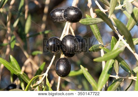 Ripe Olives In The Olive Tree Black