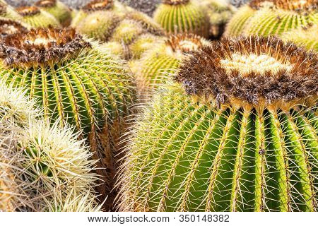 Planting Echinocactus Grusonii Cactus In An Outdoor Garden In Spain.