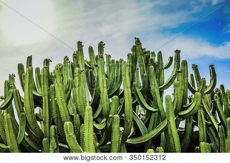 Canary Island Spurge -euphorbia Canariensis On Lanzarote