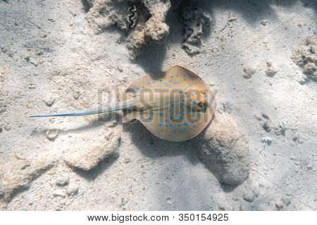 Bluespotted Ribbontail Ray (taeniura Lymma) In Red Sea, Egypt. Close Up Of Dangerous Underwater Spot
