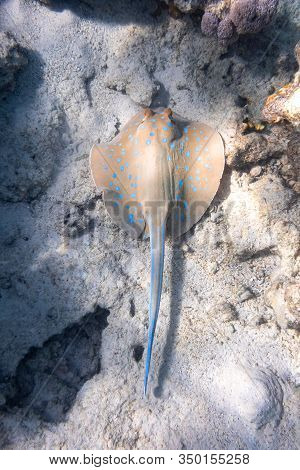 Bluespotted Ribbontail Ray (taeniura Lymma) In Red Sea, Egypt. Close Up Of Dangerous Underwater Spot