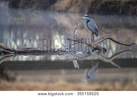 Great Blue Heron And Its Reflection Perched On A Log In The Creek With Early Morning Light