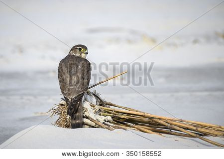 Female Merlin Perched On A Clump Of Reeds On The Beach With Its Prey In Its Talons