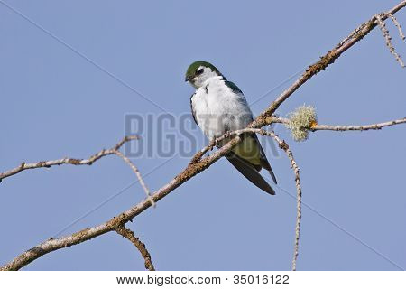 Hirondelle vert violet