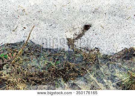 Last Years Grass With Traces Of Burrows Of Field Rodents After Snow Melted In Spring, Selective Focu