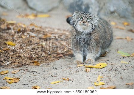 Pallas's Cat (otocolobus Manul). Manul Is Living In The Grasslands And Montane Steppes Of Central As