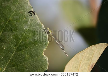 Close Up Shot Of A Black Big Antenna( Ant) Insect Face To Face A Green Male Dragonfly Insect Resting