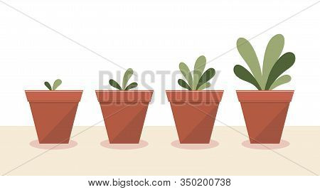 The Growth Of The Plants.stages Of Growth And Development.care, Watering, Fertilizer, Tree, Flower.f