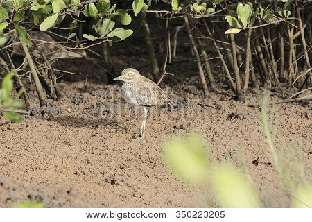 Senegal Thick Knee, Burhinus Senegalensis, On A Mudflat Of A Mangrove Forest