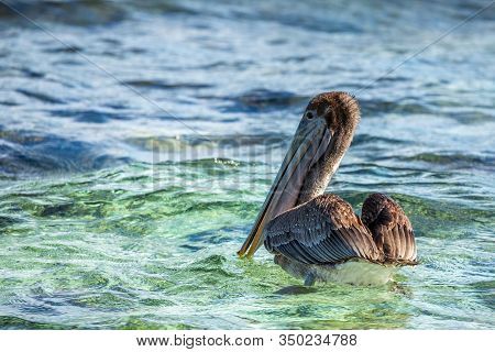 Brown Pelican Drifting On The Sea Surface, Near Carriacou Island, Grenada, Caribbean Sea