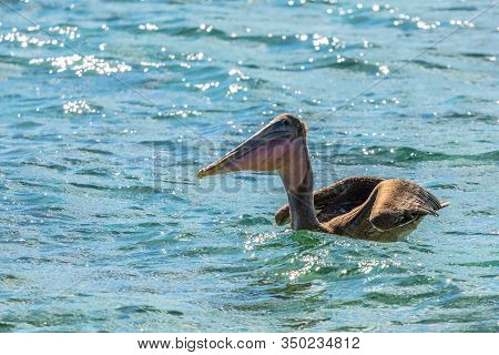 Funny Brown Pelican Drifting On The Sea Surface, Near Carriacou Island, Grenada, Caribbean Sea