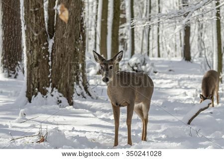 Deer. White-tailed Deer On Snow . Natural Scene From Wisconsin State Park. Hind And Older Fawn.