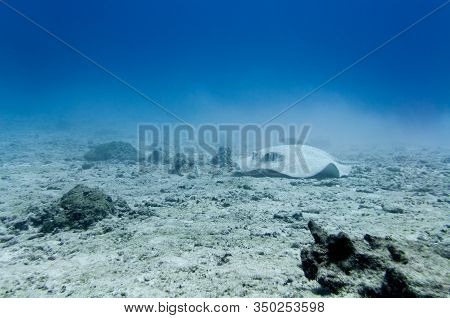 Porcupine Stingray On A Sandy Sea Floor. Underwater Photography. (urogymnus Asperrimus)