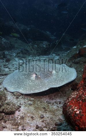 Porcupine Stingray On A Sandy Sea Floor. Underwater Photography. (urogymnus Asperrimus)