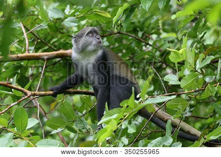 Blue Monkey Cercopithecus Mitis In Jozani Rainforest Zanzibar