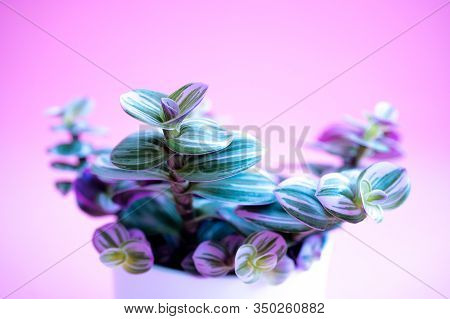 Colored Home Plant With Green-pink Leaves In A White Pot On Pink Background